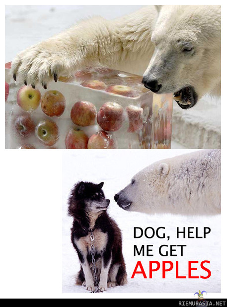 Jääkarhu ja omenat - apua hakemassa