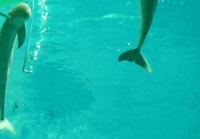 Delfiini puhaltelee renkaita