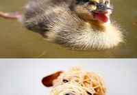 Happiest animals in the world!