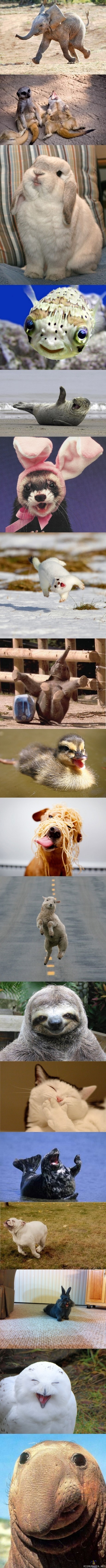 Happiest animals in the world! - -