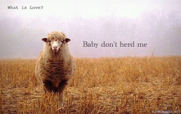 What is love? - Baby don&#039;t herd me