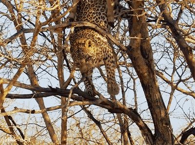 Leopardi kiipeilee