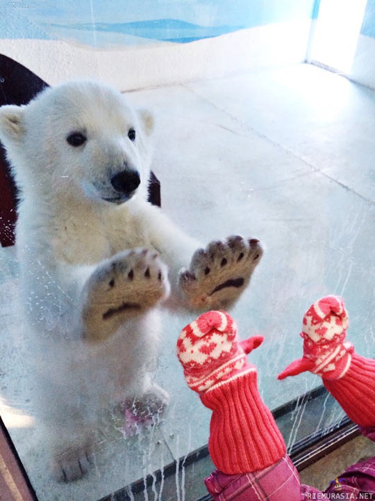 Jääkarhu ja lapsi - harmi ku on lasi välissä ni ei pääse leikkimään