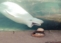 albino kebab-eläin yrittää syödä lapsen