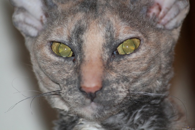Silmät kuin tähdet kissalla - Meidän kissa ei ole sokea ja silti näkyy tähtiä silmissä. Onkohan kaikilla eläimillä näin?
