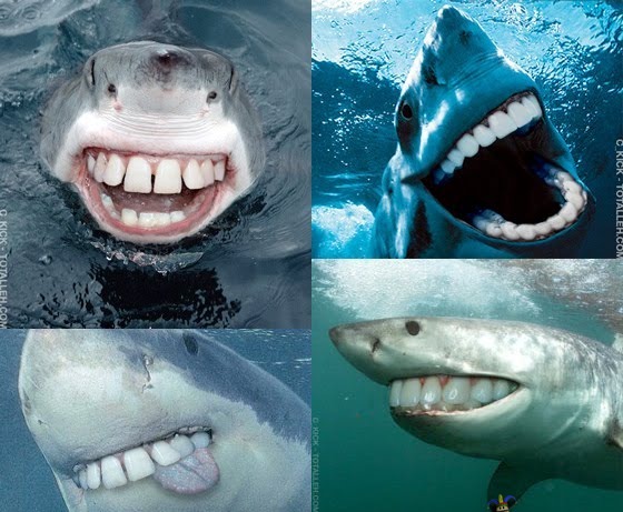 Happy Sharks - are happy