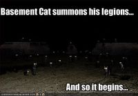 Basement cat summons his legions