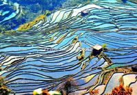 Yuanyang rice fields