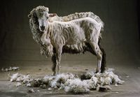 Puoliksi ajeltu lammas