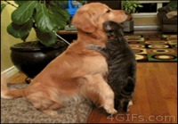 Kissa halaa koiraa.