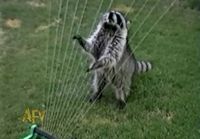 Awesome Raccoon Compilation