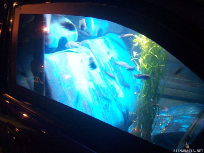 Autosta akvaario - Jälkeenpäin ajateltuna ei niin järkevä idea -_-&#039;