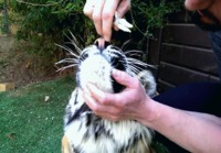 Kuinka poistaa kipeä hammas tiikeriltä