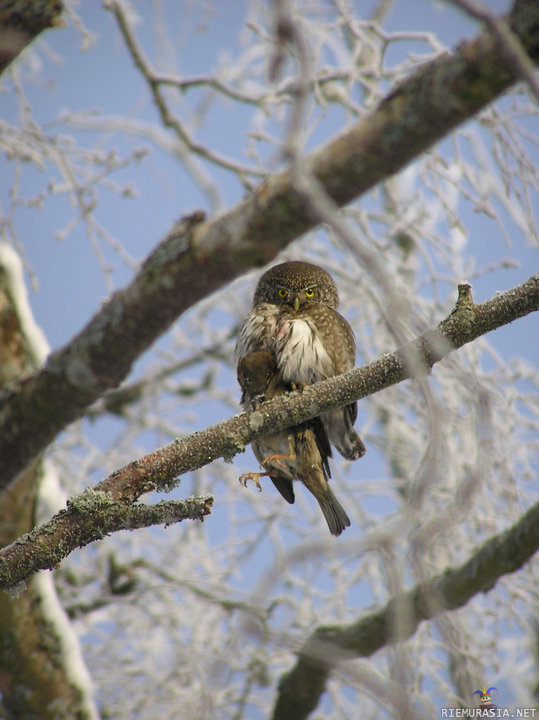 Saaliistaan ylpeä pöllö veikeänä - Kodin pihapuusta joskus 2010 napattu kuva.
