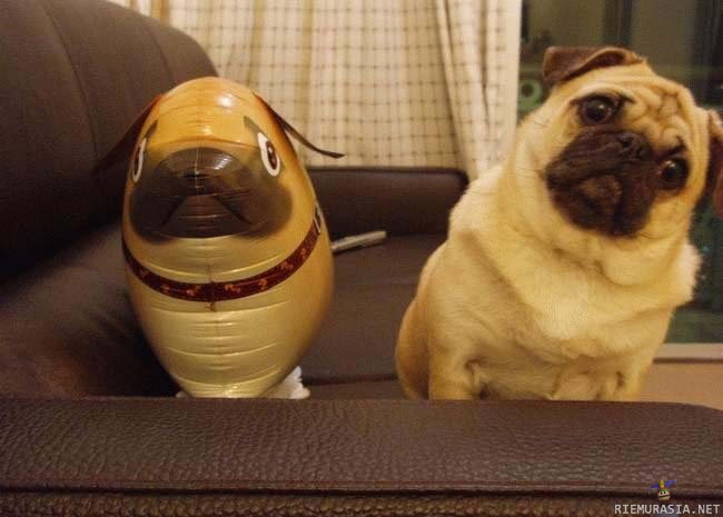 Pug and Balloon  - Find the dog! 