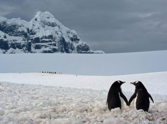 Pingviinit - söpöilee