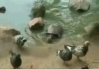 Kilpikonna saaliistaa