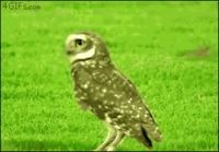 wery sneaky owl . . .