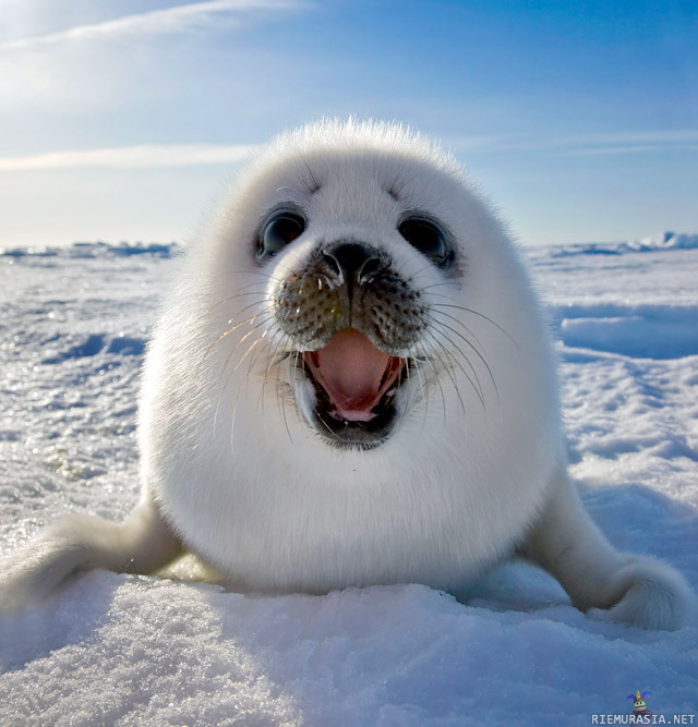 Hylje nauraa - Happy Seal is Happy. Blrpt blerbft tsfyrth.