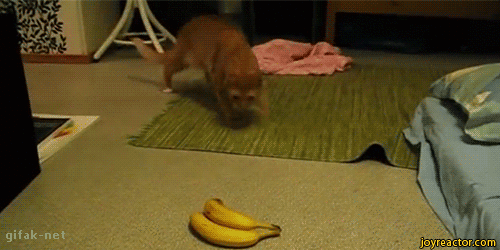 Kissamediaa - Kisu nappas näkymättömän banaanin