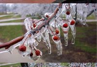 Jäätyneitä kirsikkapuita