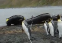 Pingviinit ja köysi