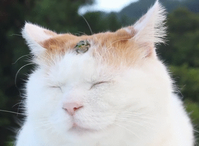 Kisu ja sammakko - Sammakko hengailee kissan pään päällä
