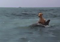 Koira pummaa kyydin delfiiniltä