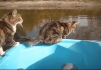Kissa loikkaa veneestä