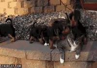Kissa ja koiranpennut