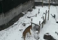 Tiikeri tekee lumiukkoa
