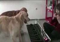 Koirat soittaa pianoa