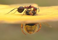 muurahainen vastaan ampiainen