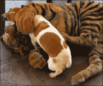 Tiikeri ja koira - Kaverukset telmivät