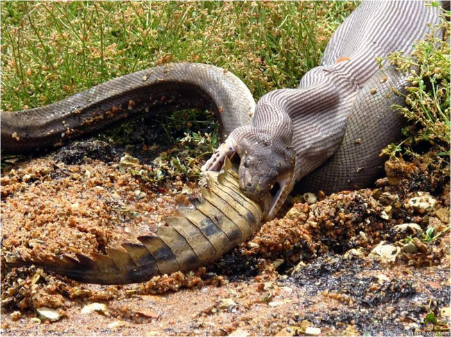 Nälkäinen käärme - Käärmeellä on ateriointi kesken