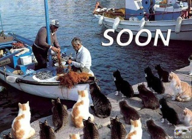 Soon - Kissat odottavat kalastajan paluuta