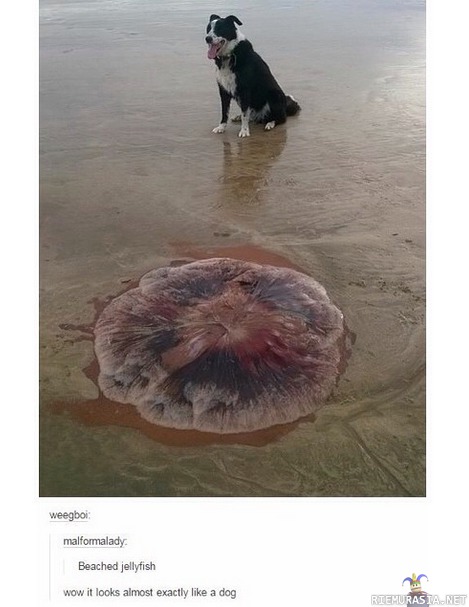 Rantautunut meduusa - ihan koiran näköinen!