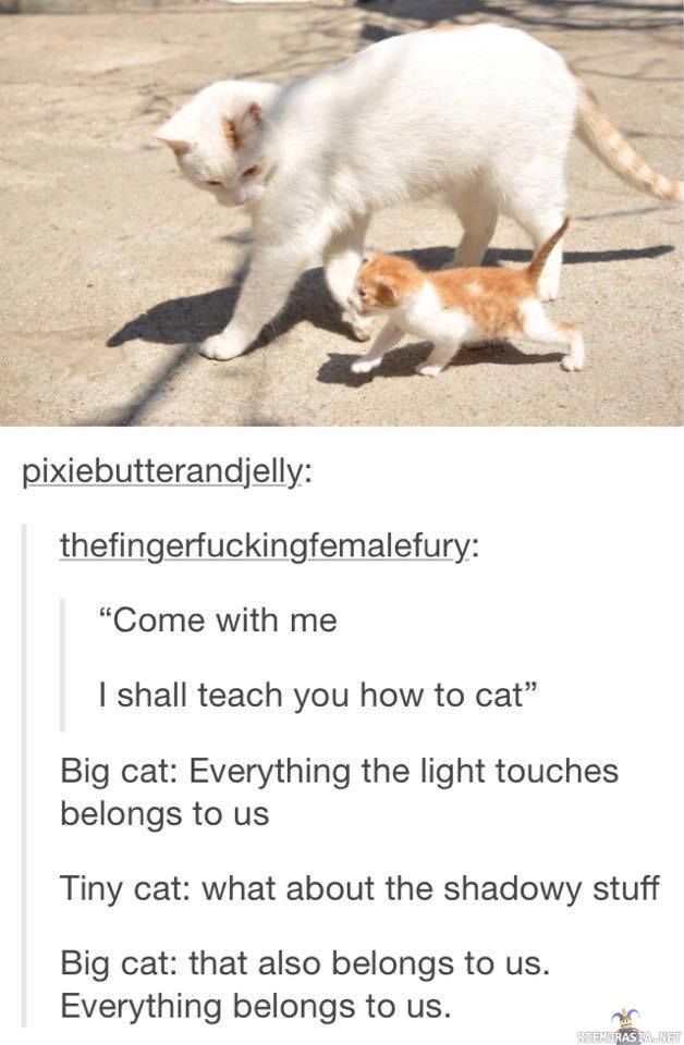 Kissa opettaa pienenpäänsä