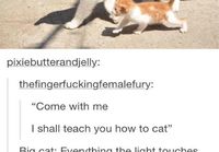 Kissa opettaa pienenpäänsä