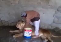 Leijonan pesua eläintarhassa