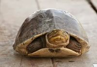 Kilpikonna tarkastaa ilman lämpötilan
