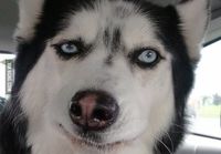 Huskies make the best faces
