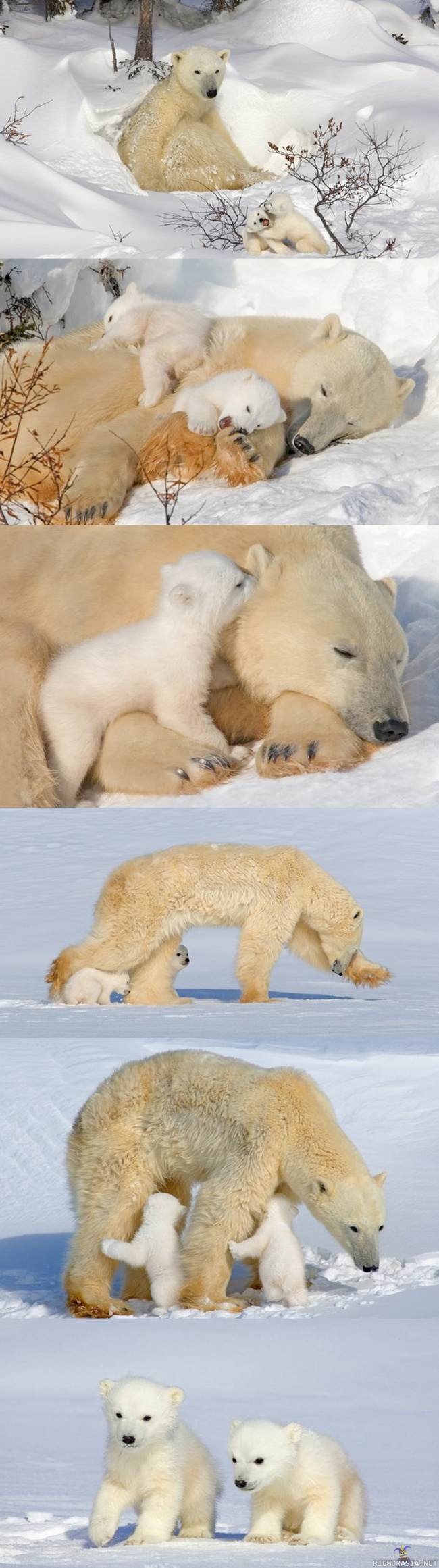 Jääkarhu - On ne niin söpöjä kun ne puree ja raapii. 