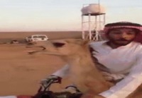 Arabi ajelee mönkkärillä kamelin kanssa