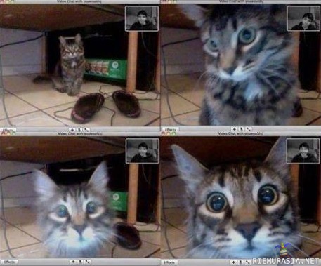 Kissa tunnistaa omistajansa live kuvasta. - kissan ilme kun tunnistaa omistajansa videopuhelun kautta. video olisi ihan kiva nähdä, jos sellainen on olemassa.