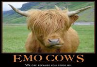 Emo lehmät