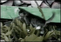 Kissa ja kaktus :(