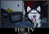 The TV