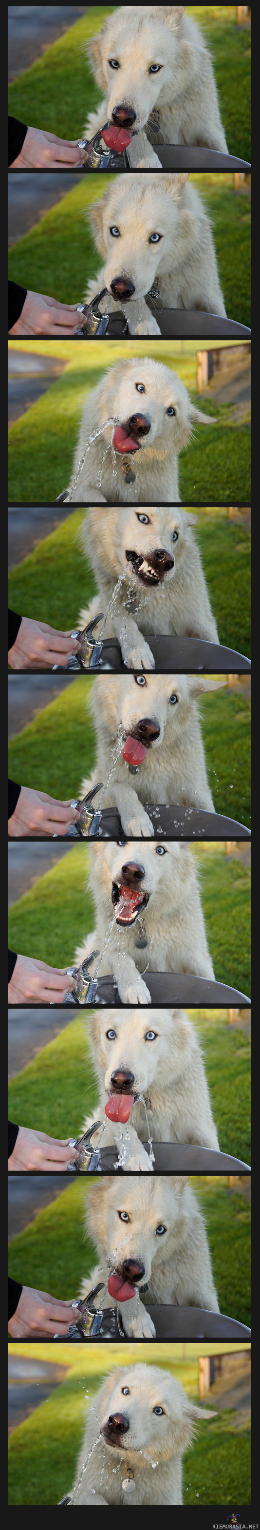 Koiralle vettä