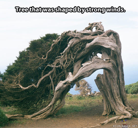 Tuulen muovaama puu